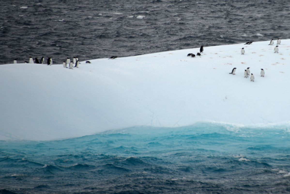 04C Penguins On An Iceberg At The Neptunes Bellows Narrow Opening To Deception Island On Quark Expeditions Antarctica Cruise Ship